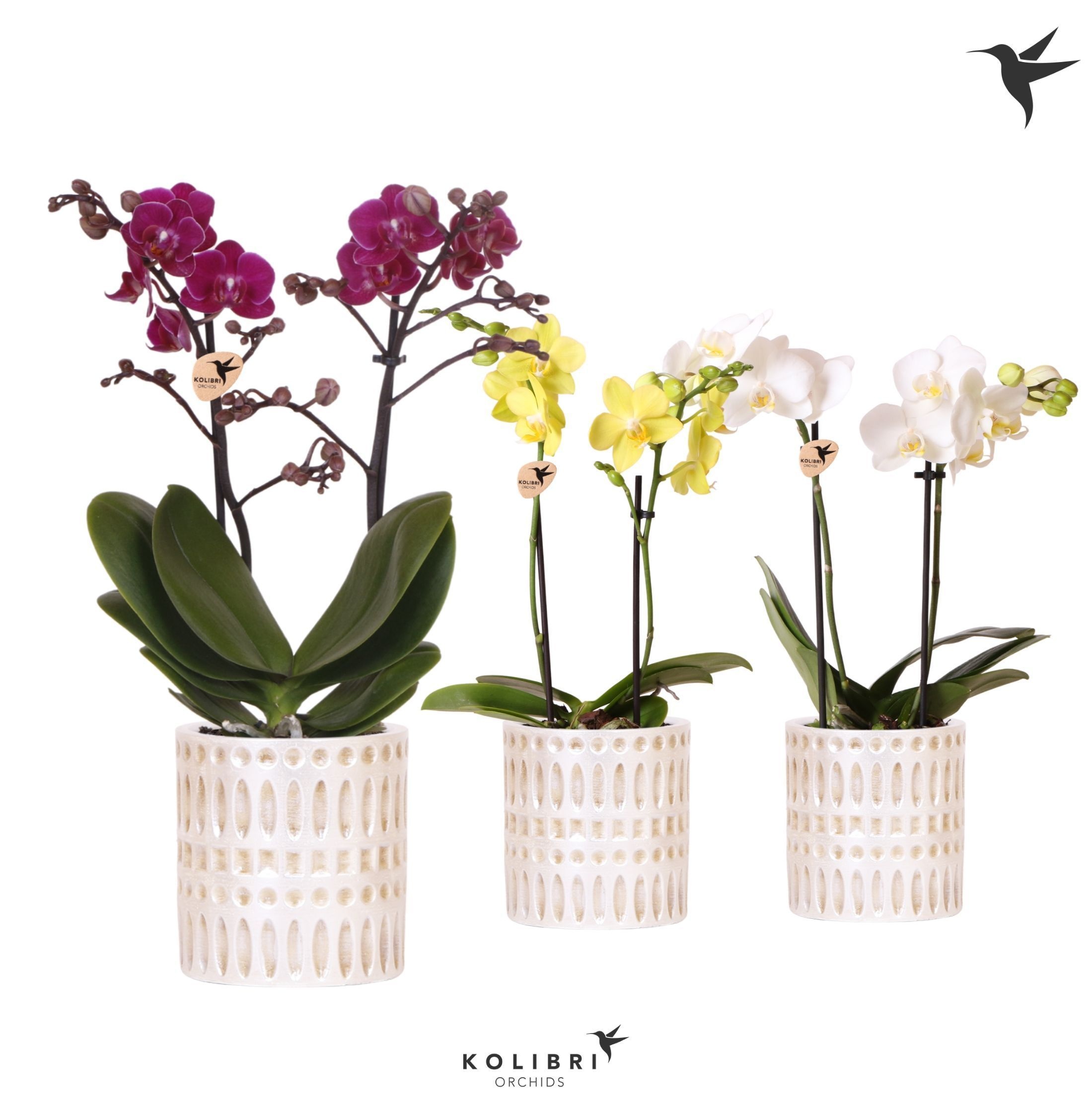 Kolibri Orchids Phalaenopsis mix 2 spike in Mozaiek pot, D 9