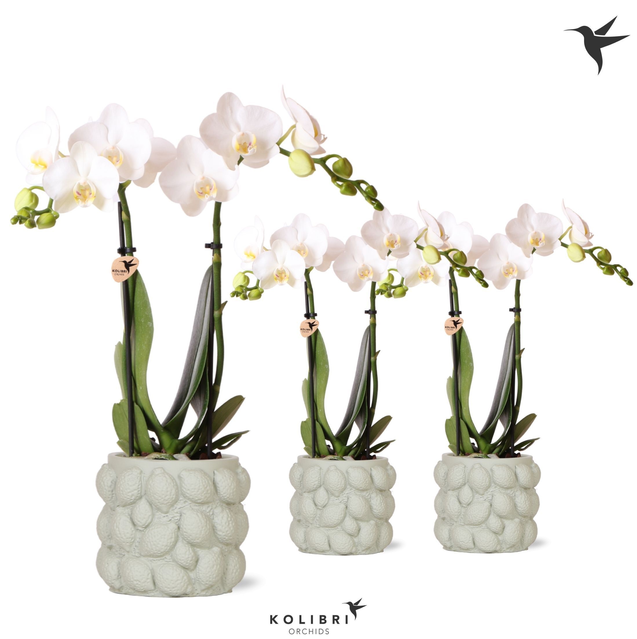 Kolibri Orchids Phalaenopsis white 2 spike in Citrus pot green, D 9