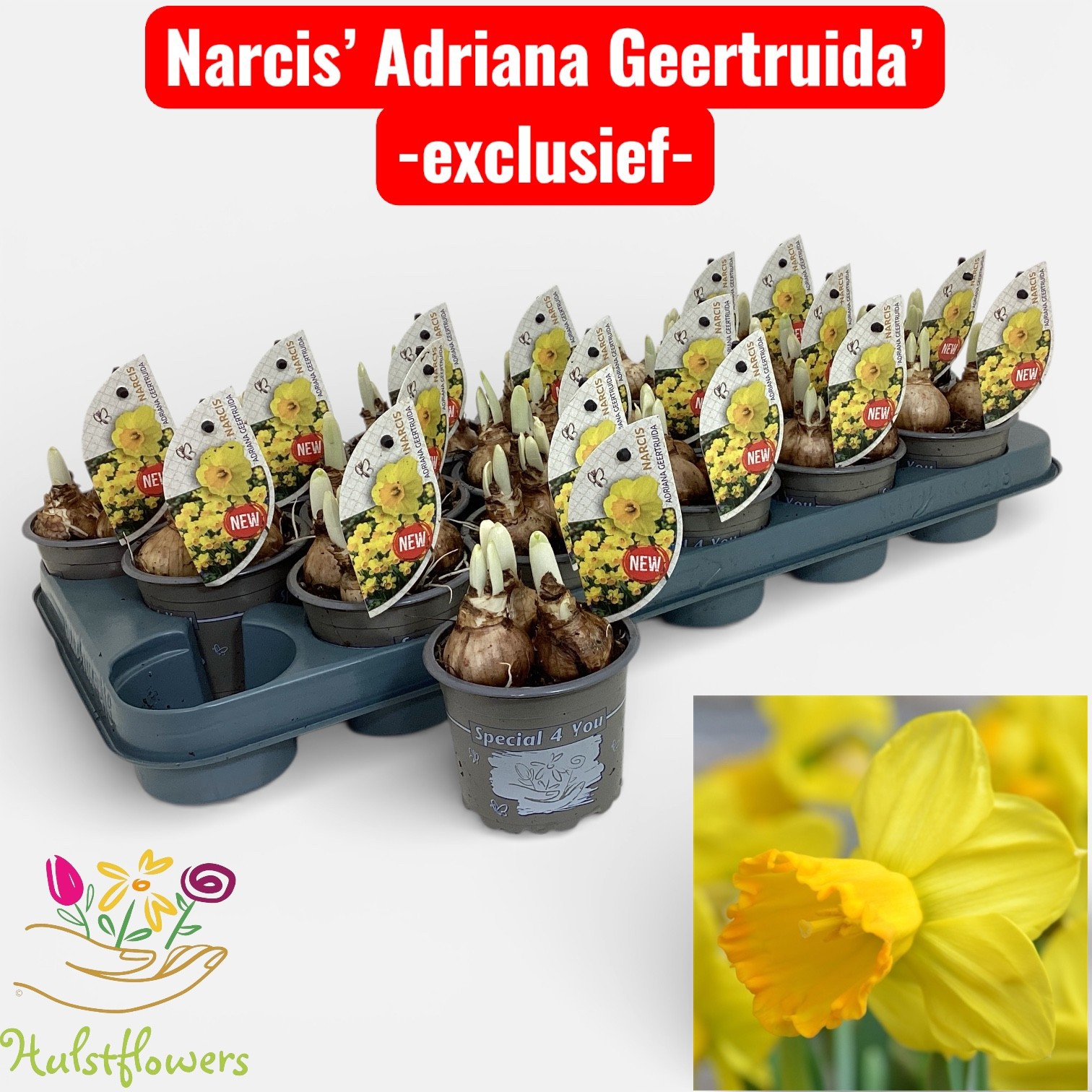 Narcis Adriana Geertruida, D 9