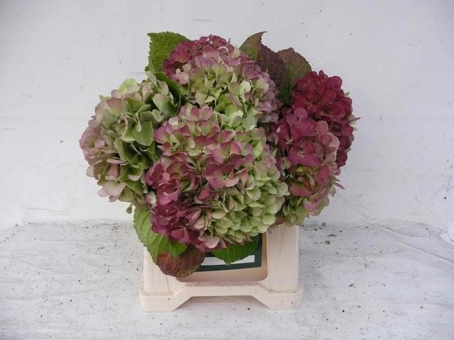 Гортензия Олд Датч Классик 40, шт.