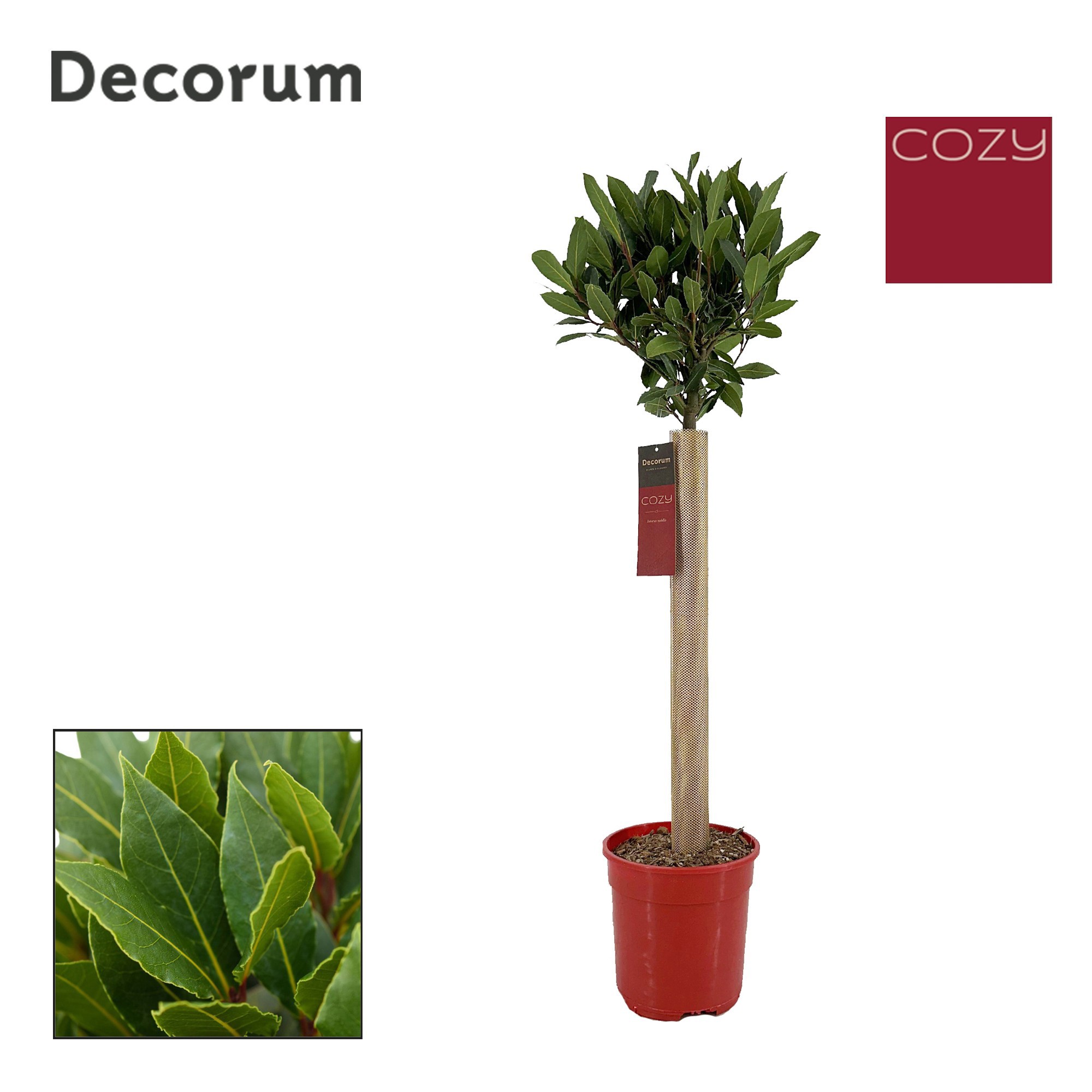 Laurus nobilis Bol op stam, D 20 cm