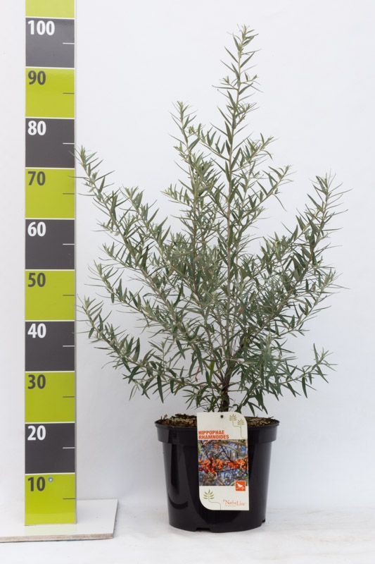 Hippophae rhamnoides, D 27 cm