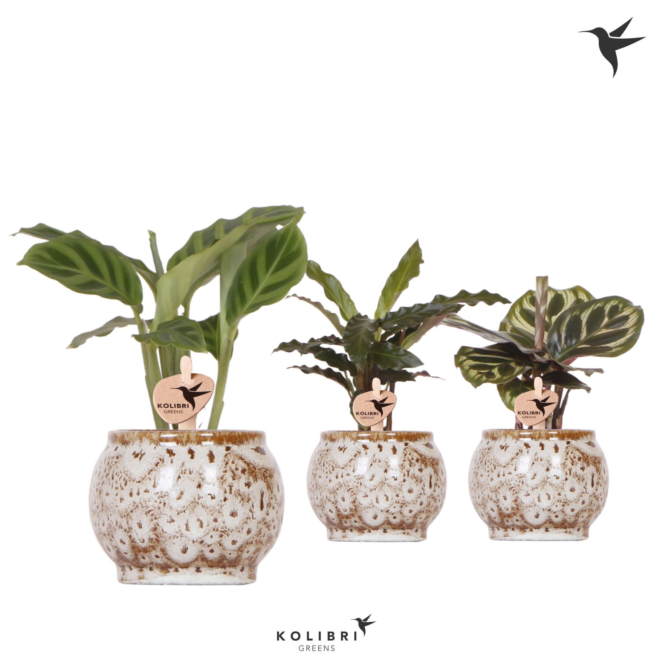 Kolibri Greens Calathea mix in Safari pot, D 6