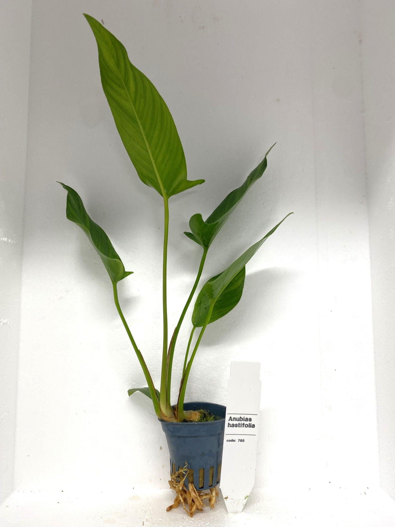 Anubias Hastifolia, D 5