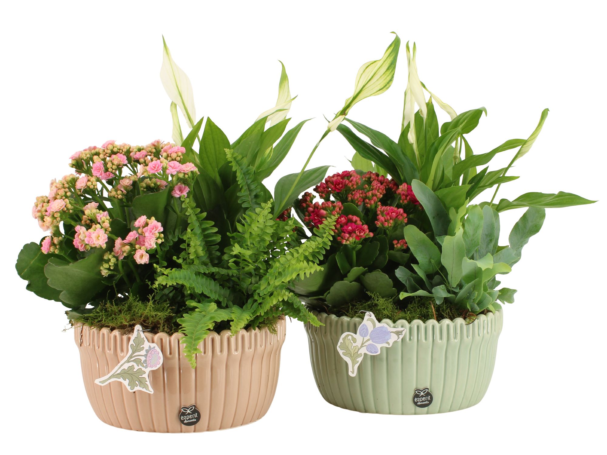 21930: Contradiction arrangement, D 21