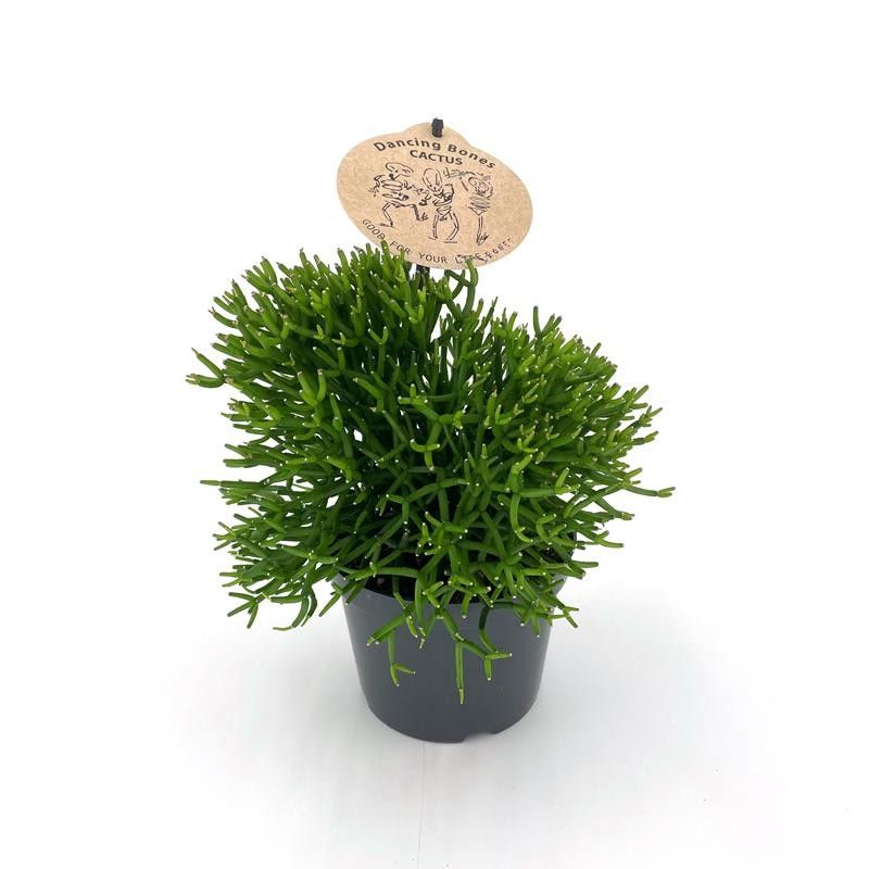 HATIORA BAMBUSOIDES, D 12