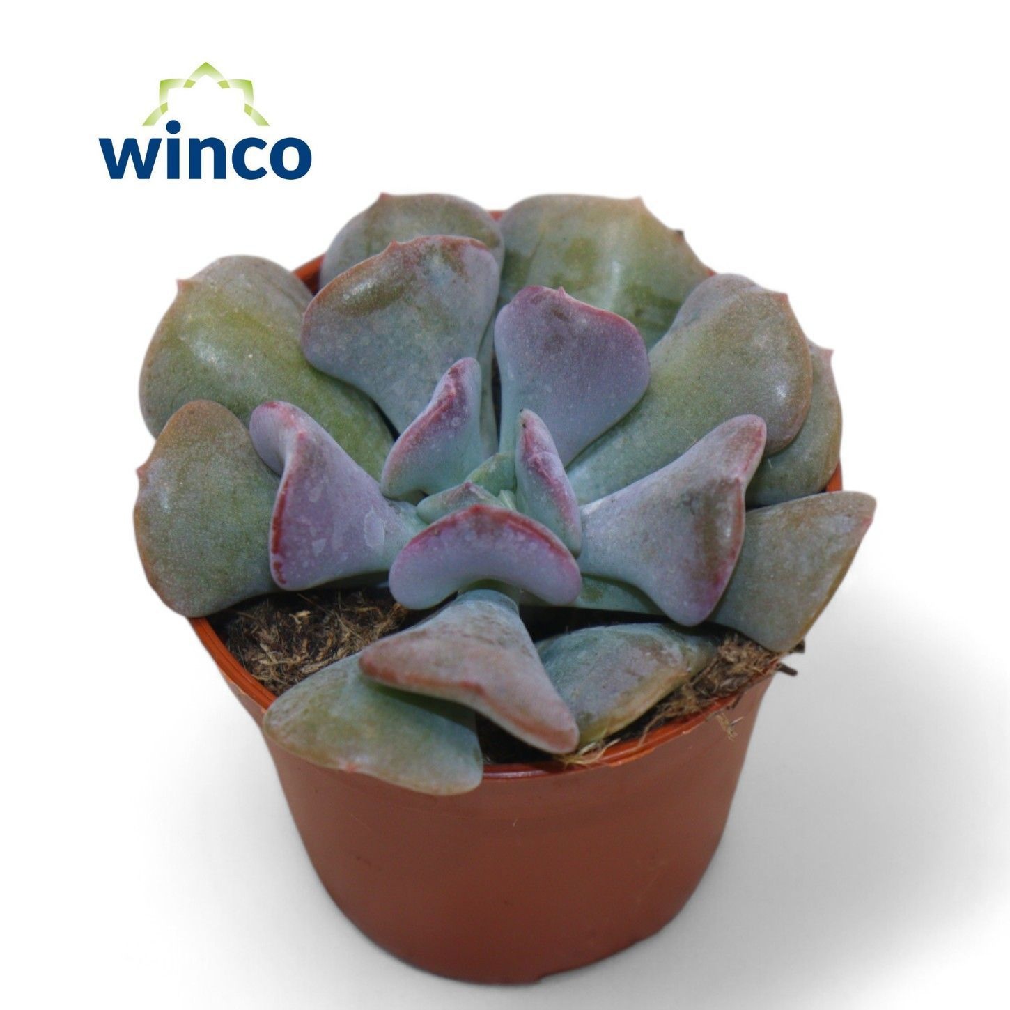 Echeveria Cubic Frost, D 5,5