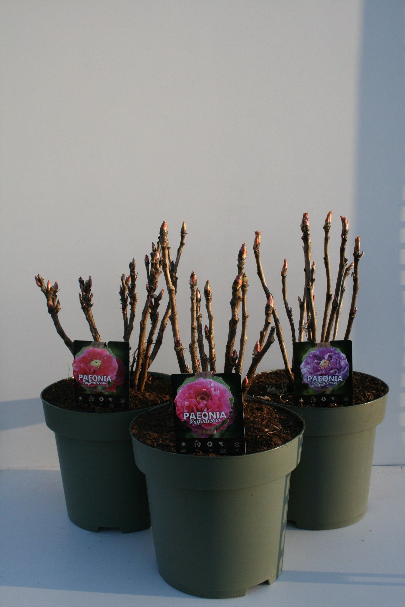 Paeonia Suffruticosa, D 32