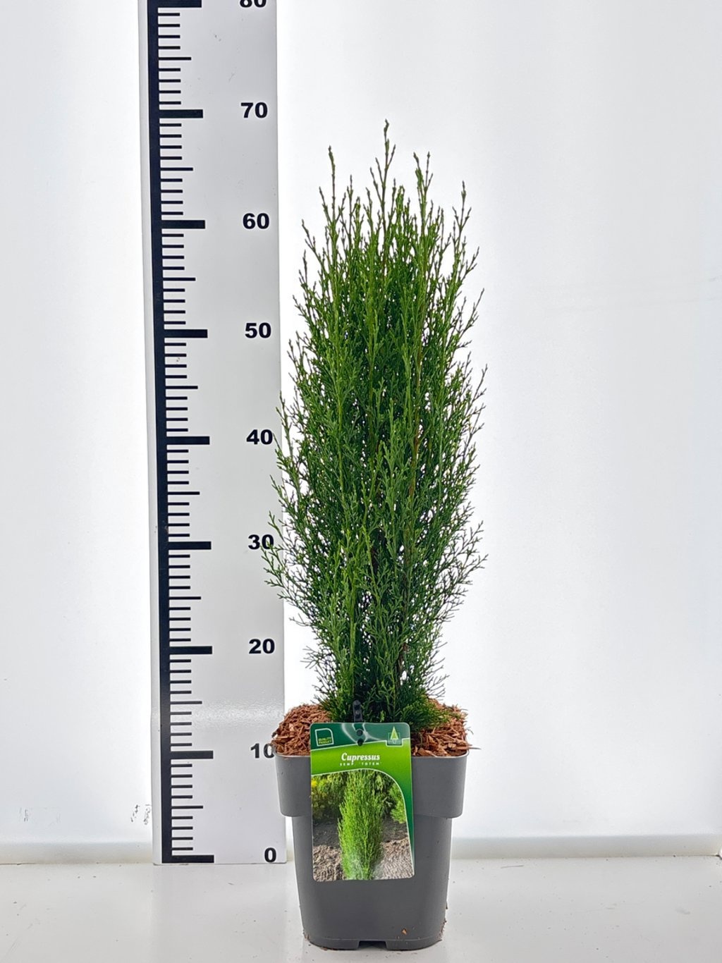 Cupressus semp. 'Totem', D 19