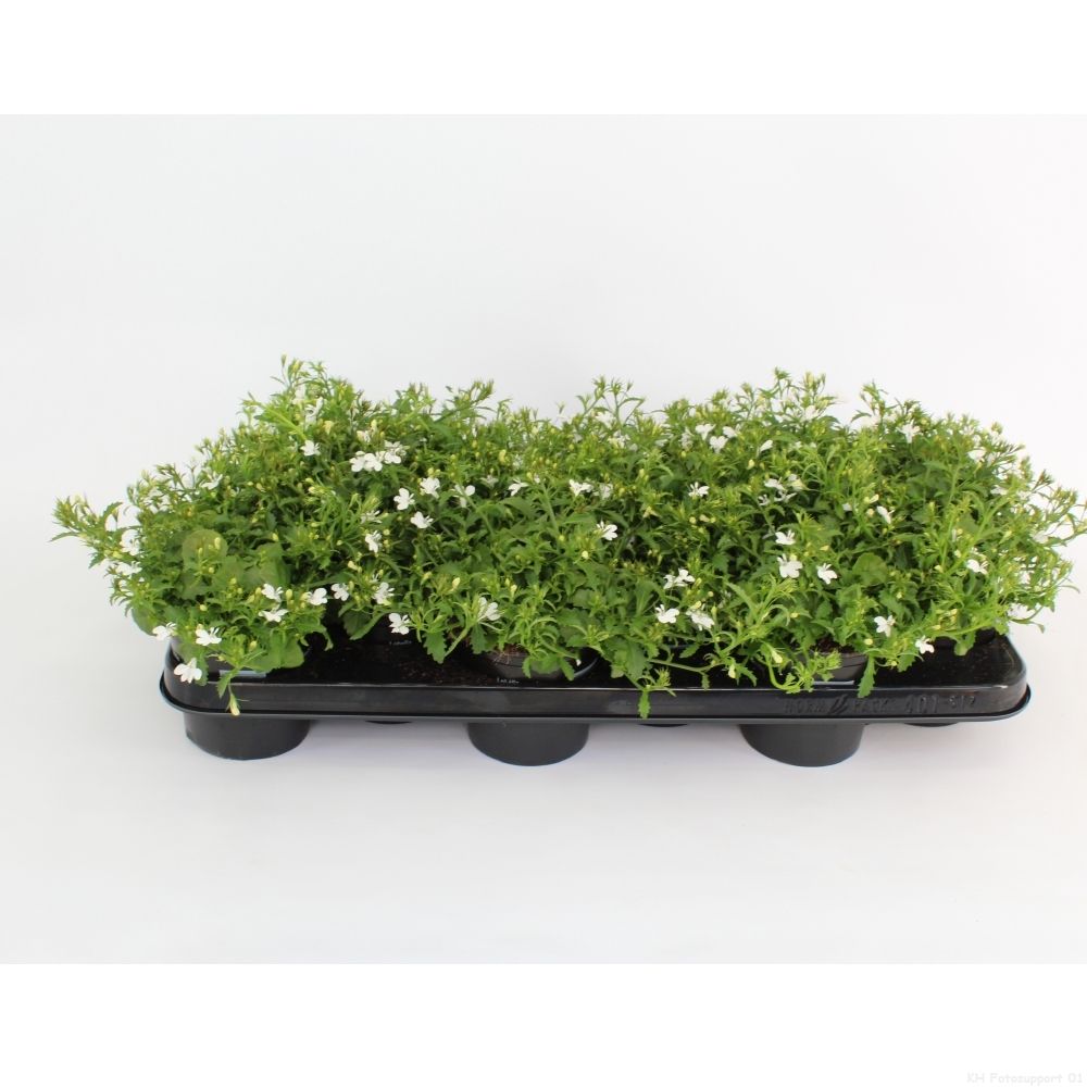 Lobelia Curaçao Basket White, D 10,5