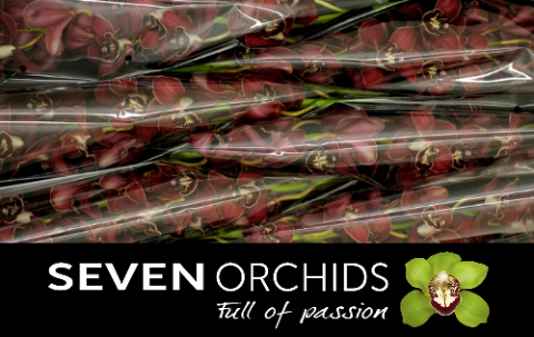 Цимбидиум Флеймфлор x6 80, шт.