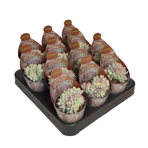 ECHEVERIA MYSTERY CRESTATA - POT Ø 6,5-COLLECTION WITH POTCOVER (SUCCULENTEN), D 6,5