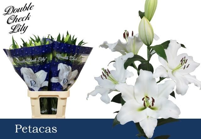 Лилия Петакас 95 (бел.), шт.