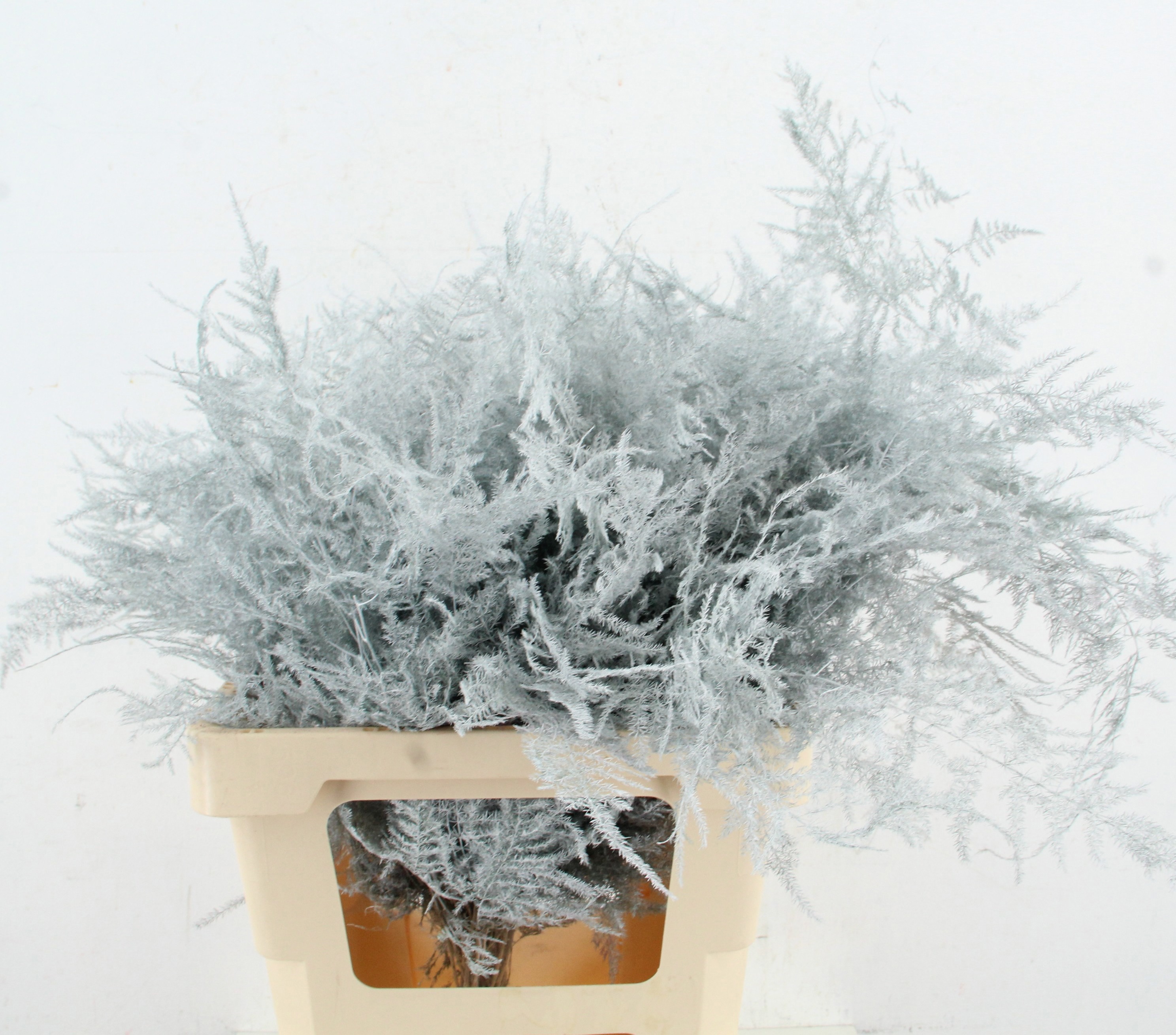 Аспарагус Овериг Крашеный (краш. ) 60, шт.