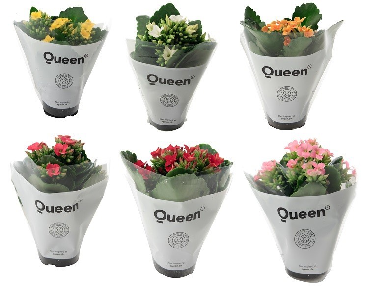 KALANCHOE ARTS-HYBRID 'ORIGINALS', D 6 cm