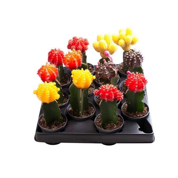 Gymnocalycium Mix 6 cm, D 6 cm