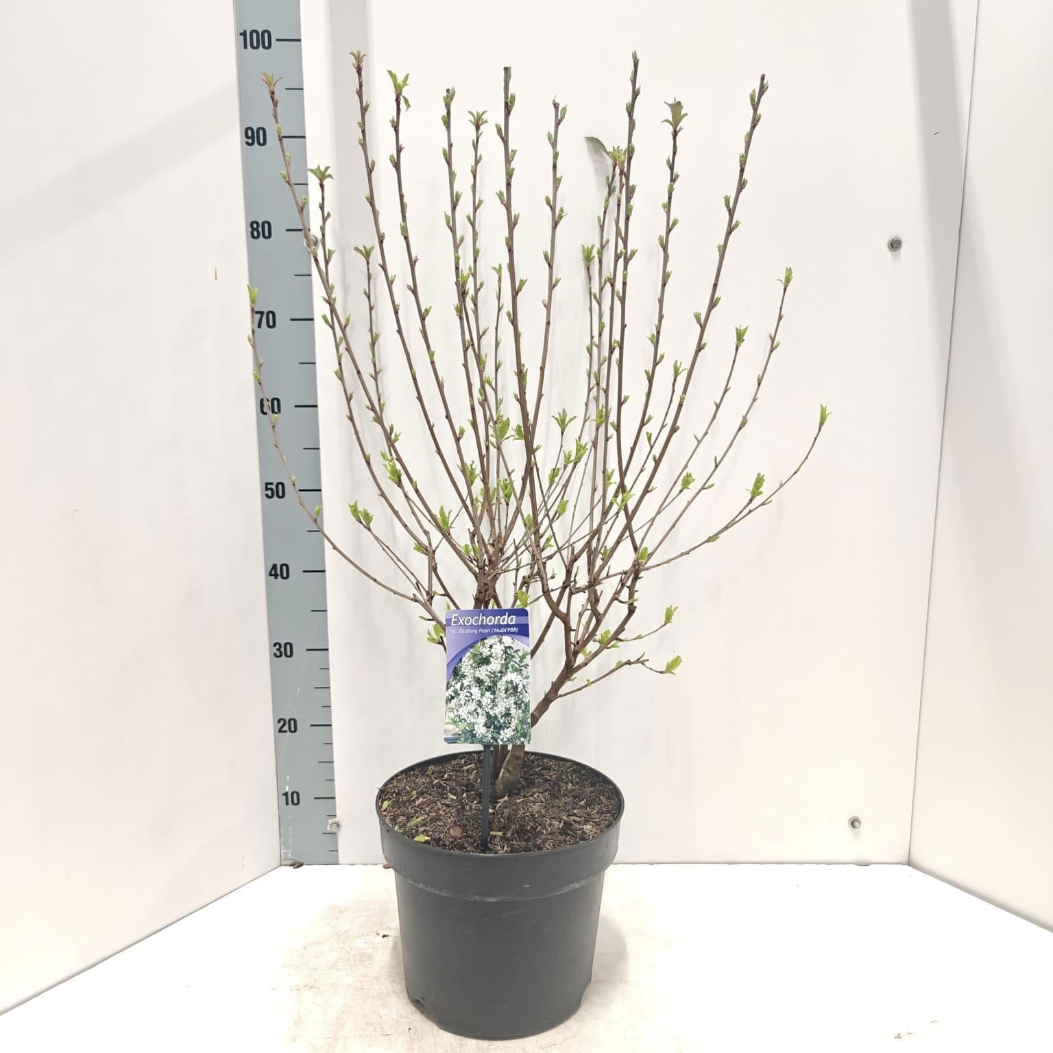 Exochorda racemosa Blushing Pearl ('Huibl'PBR), D 26