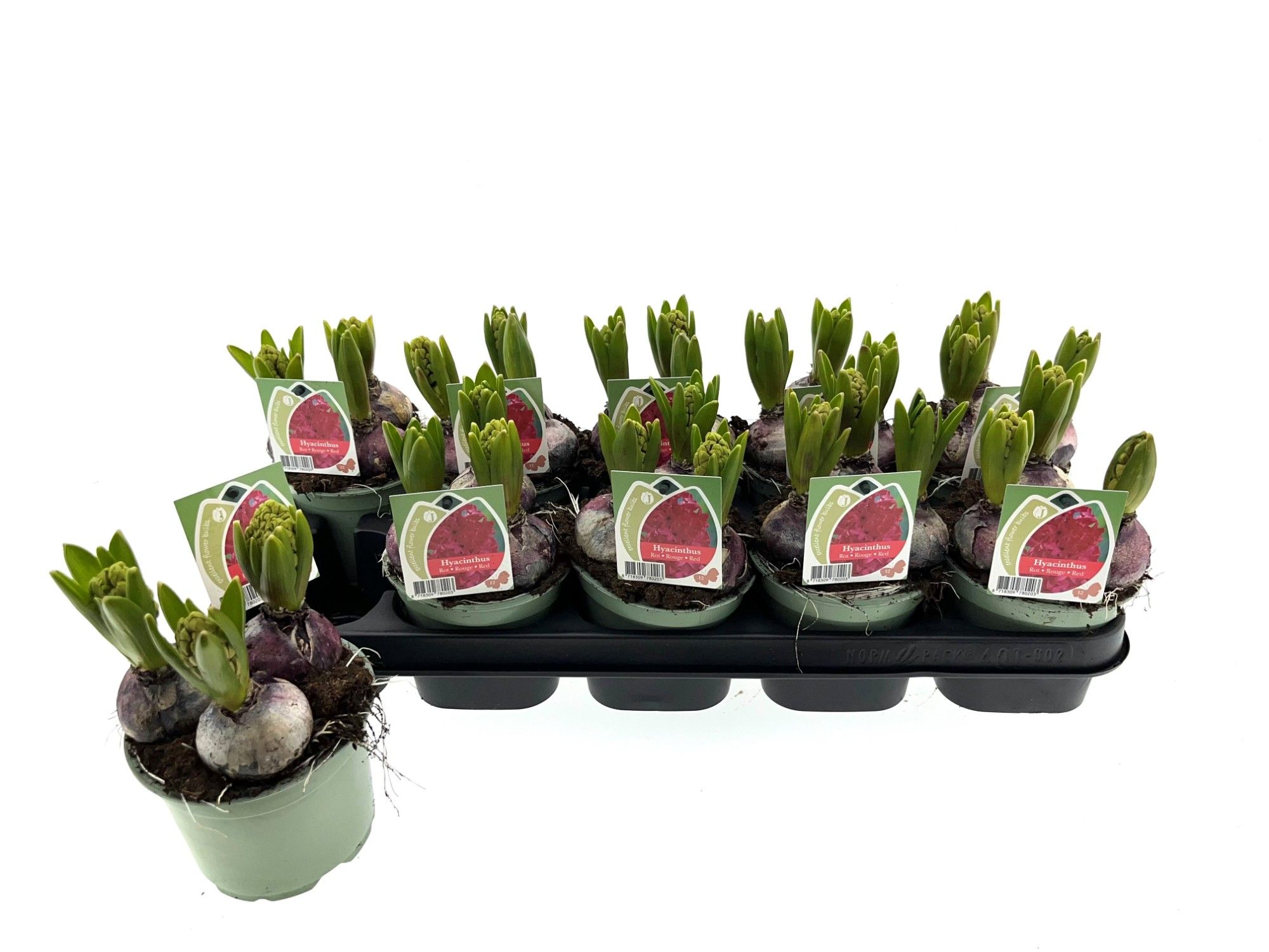 Hyacint rood 12 cm, D 12