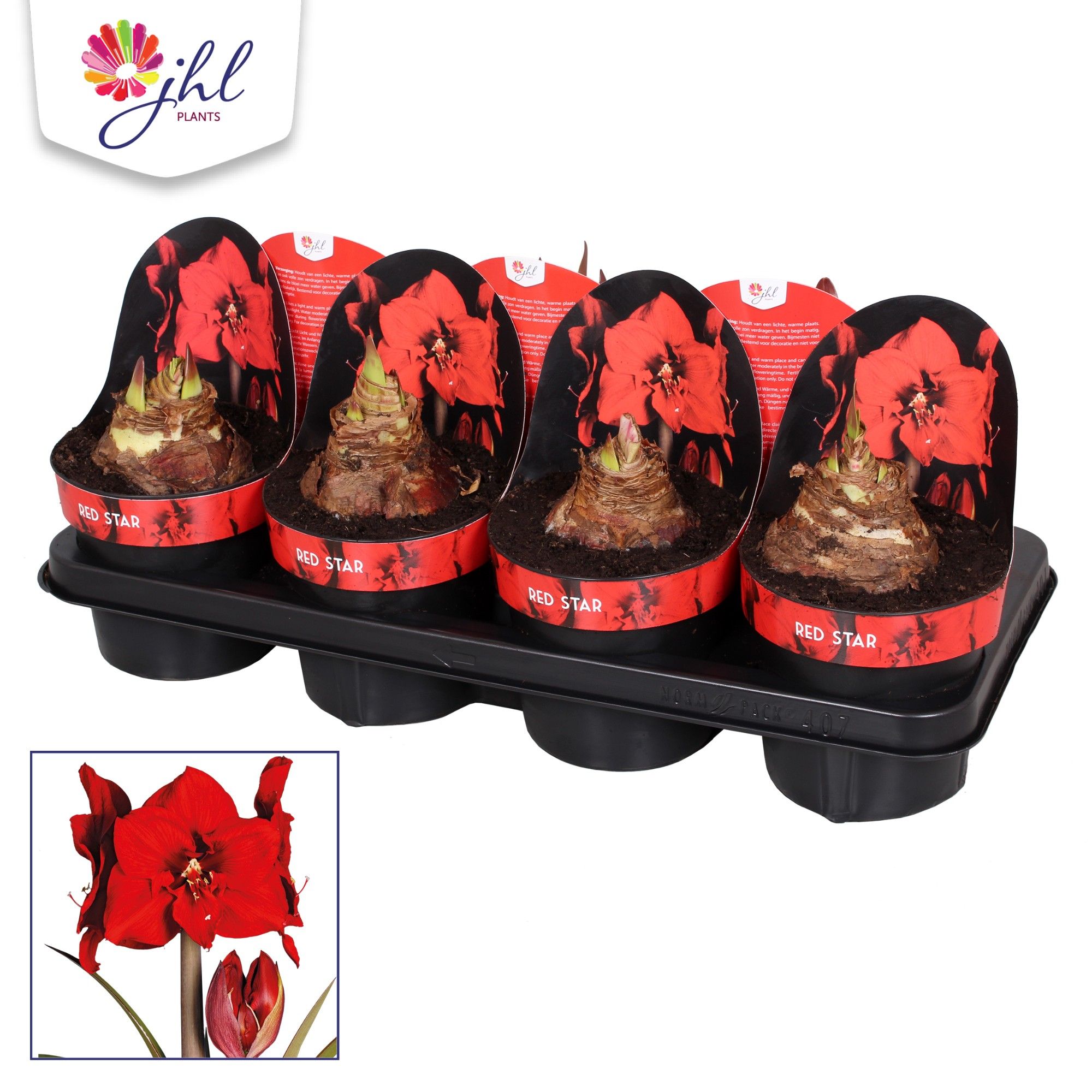 Amaryllis Red Star, D 14 cm Amaryllis Red Star, D 14 cm