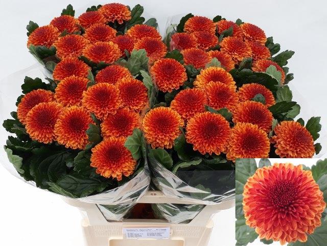 Хризантема од. Киев Биколор 80, шт.