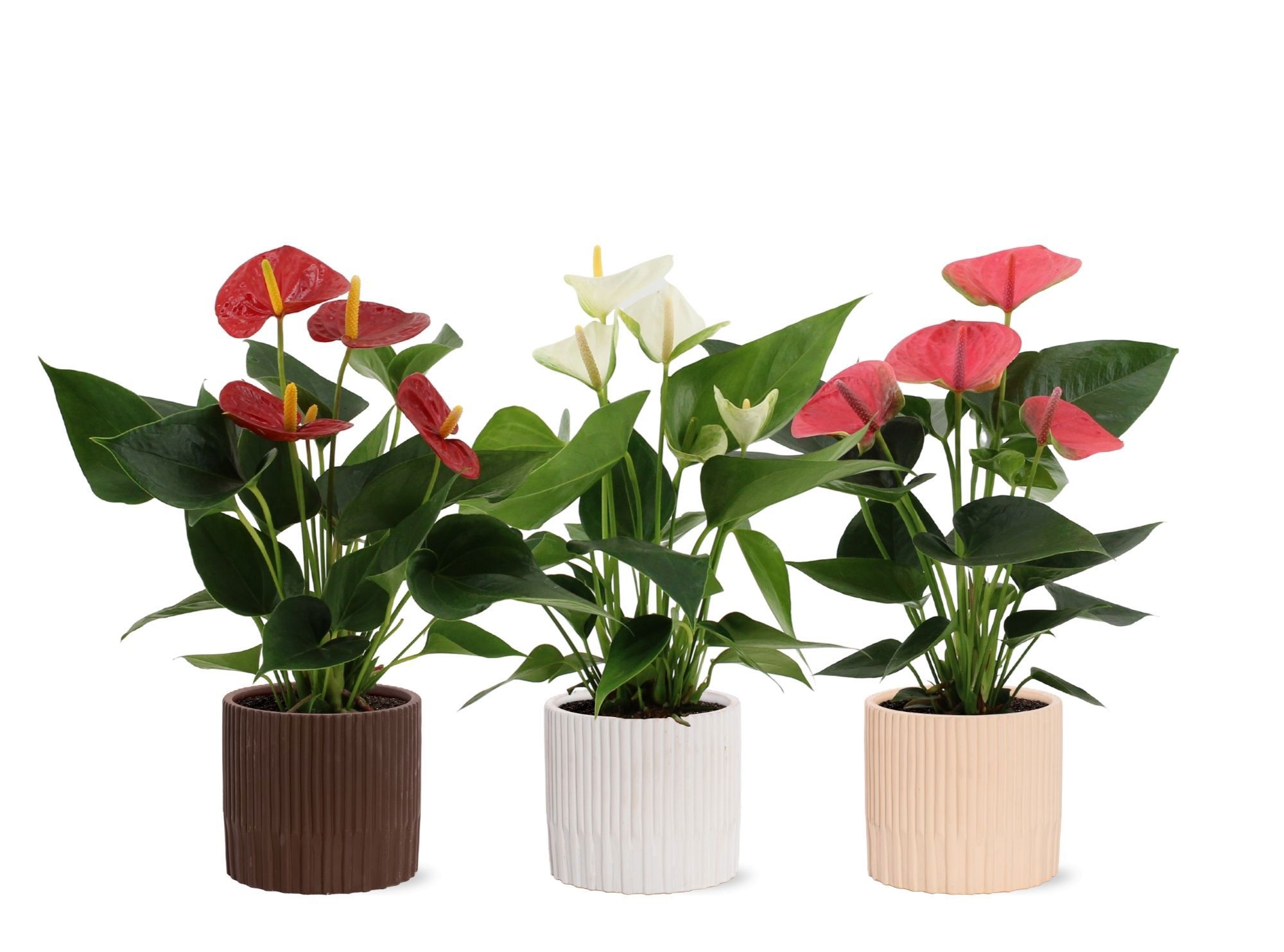 Anthurium 3 color mix in Lou ceramics, D 12