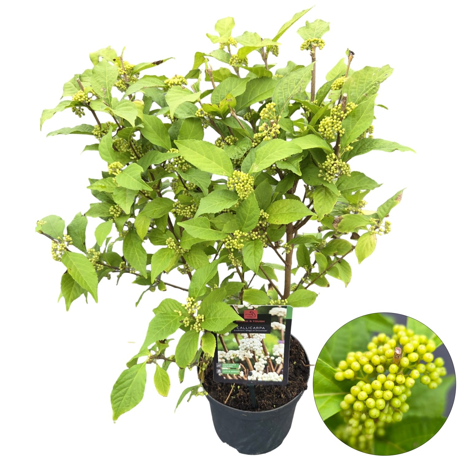 Callicarpa bodinieri 'Magical Snowstar', D 19 cm