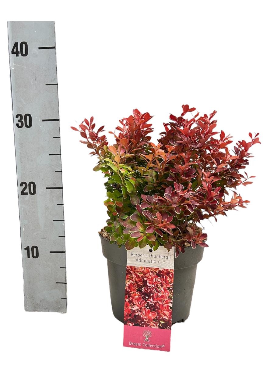 Berberis thunb. 'Admiration', D 17