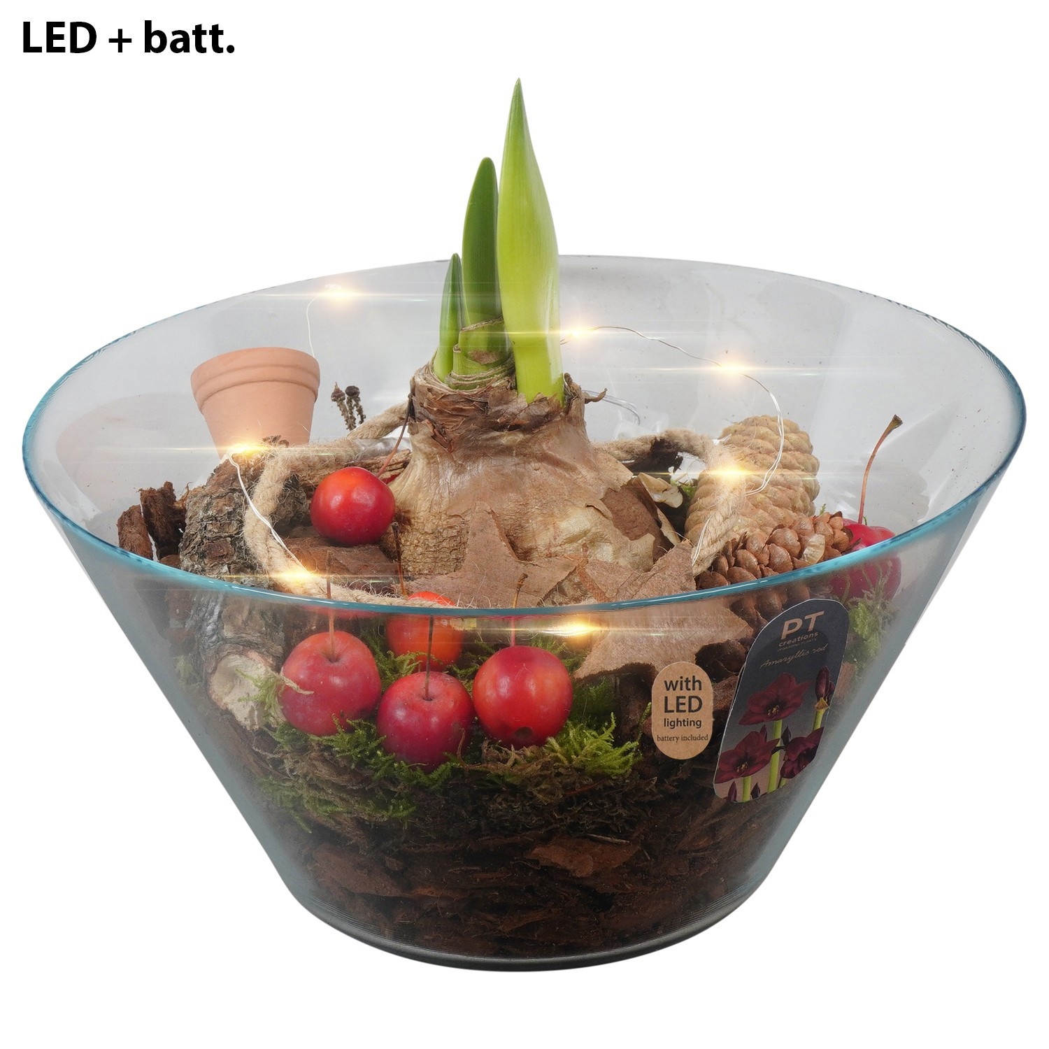 PTACH2427 Arrangement Amaryllis Christmas in glas schaal met led, D 26