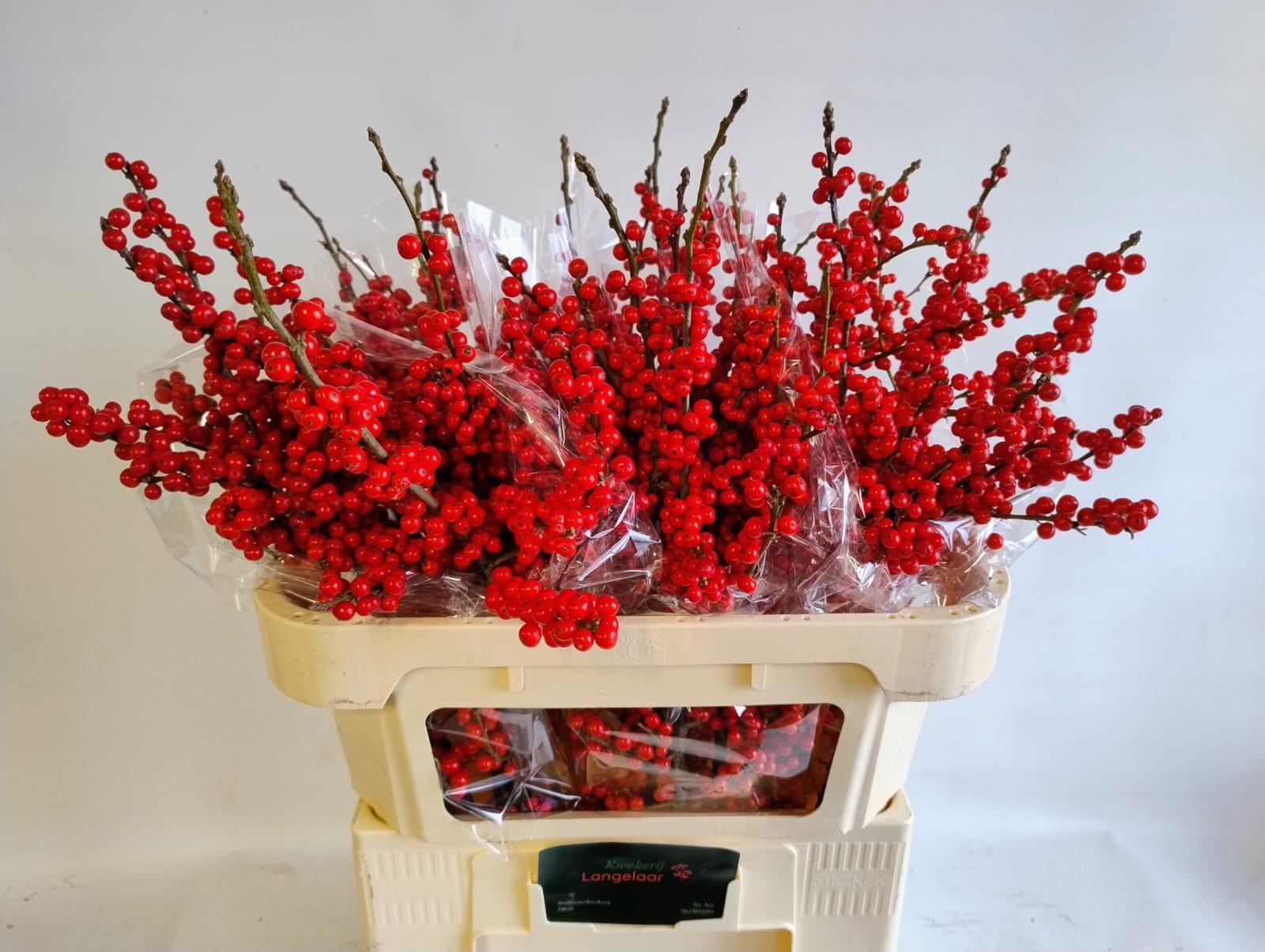 Илекс Красные ягоды 70, шт.