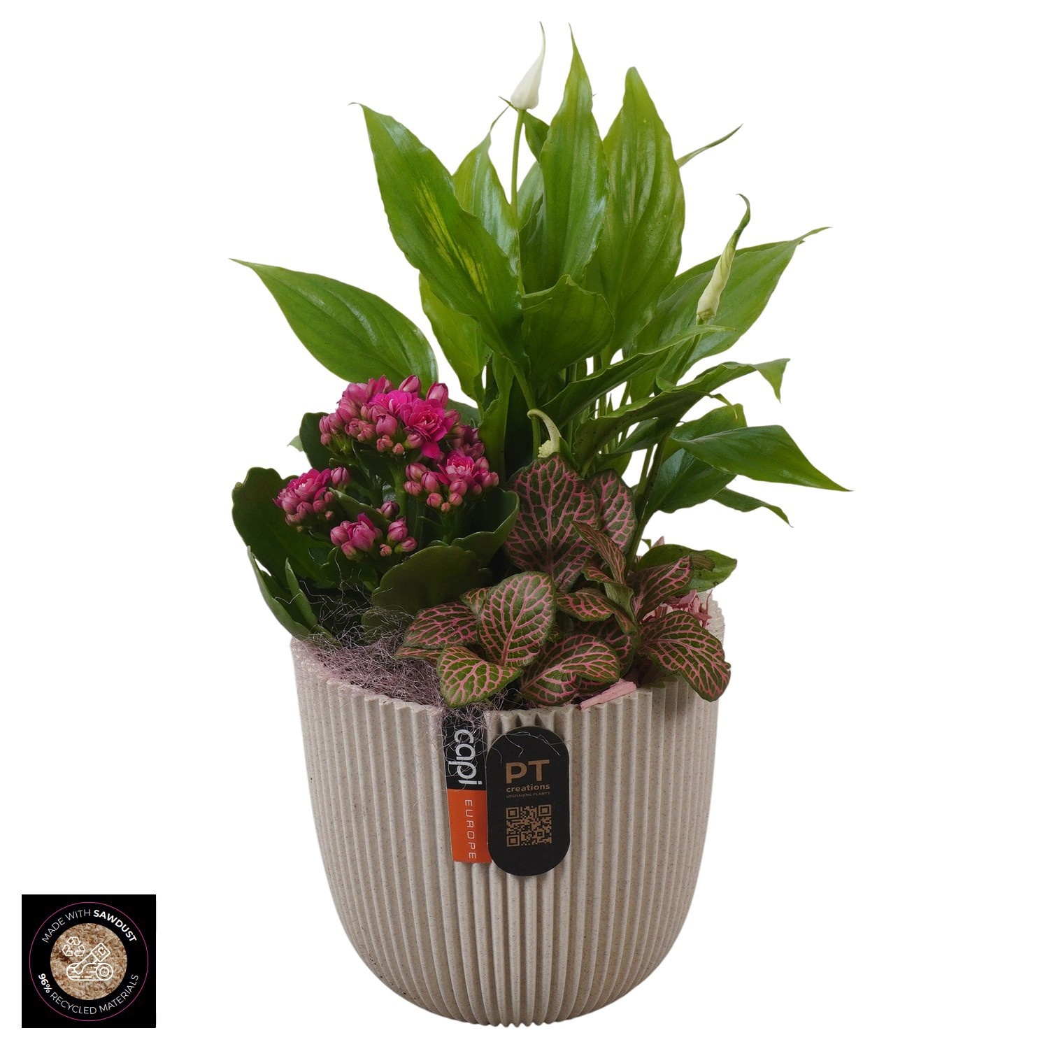 PTIB5211 Arrangement Indoor in capi pot, D 13