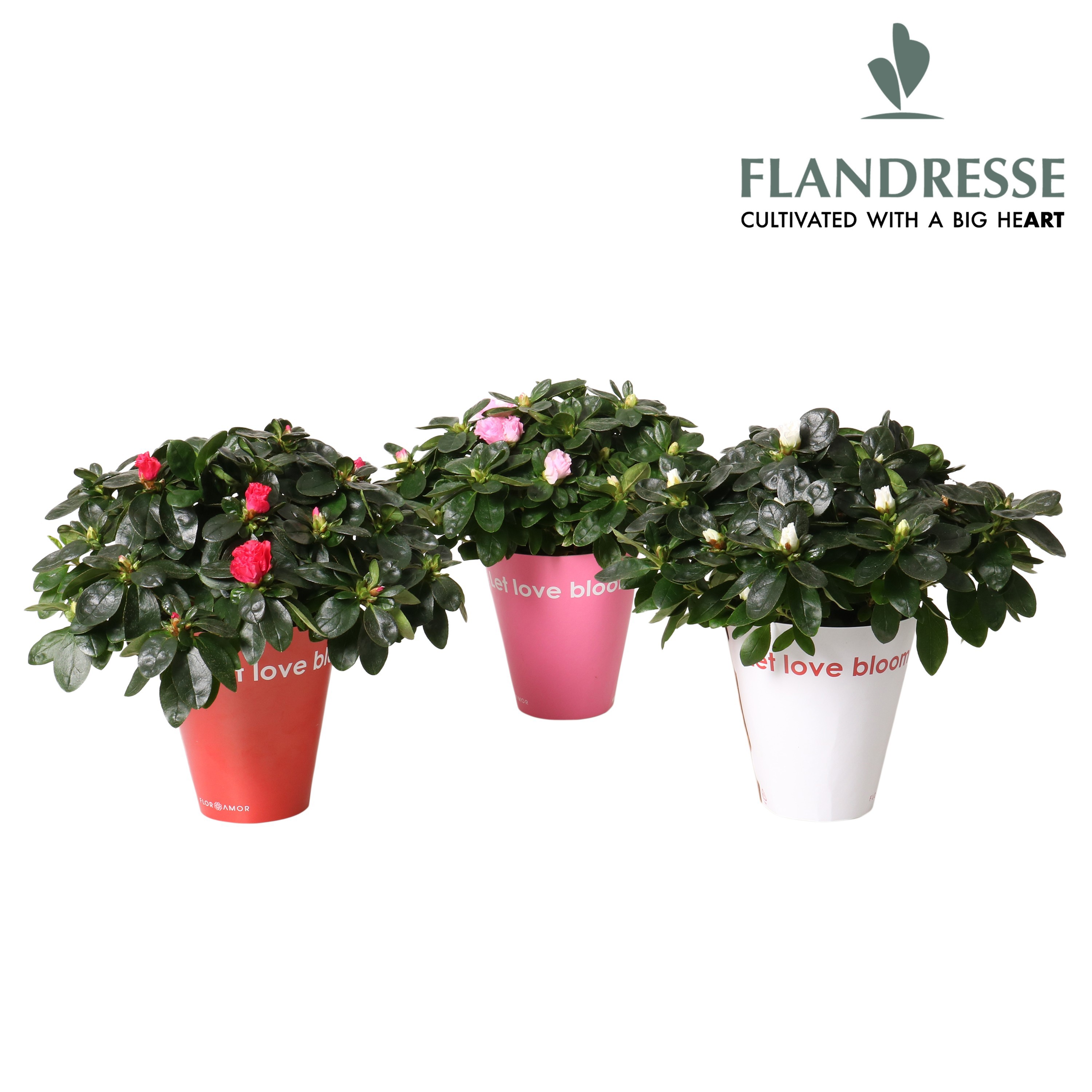 Azalea Flandresse® Let Love Bloom, D 12