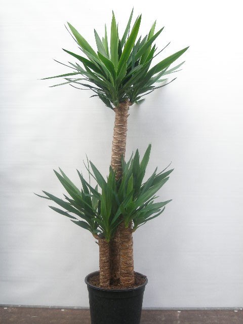 YUCCA ELEPHANTIPES, D 27