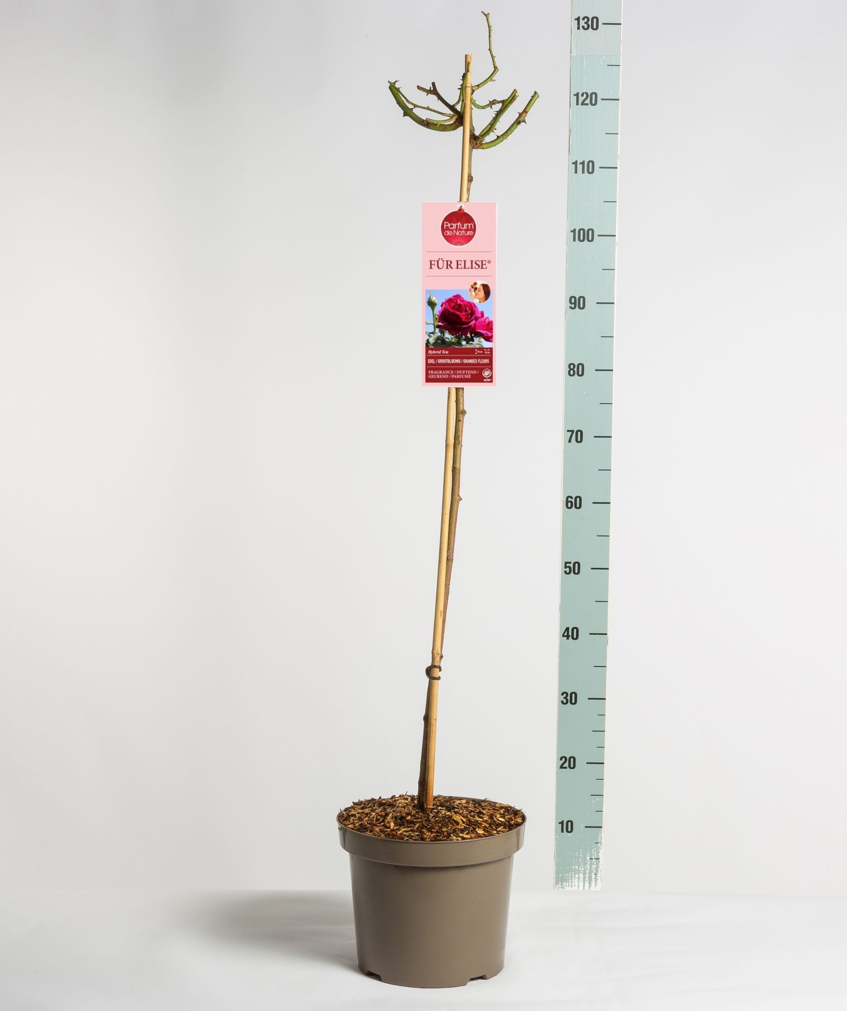 Parfum de Nature Für Elise ®, stam 90, C7.5, D 26
