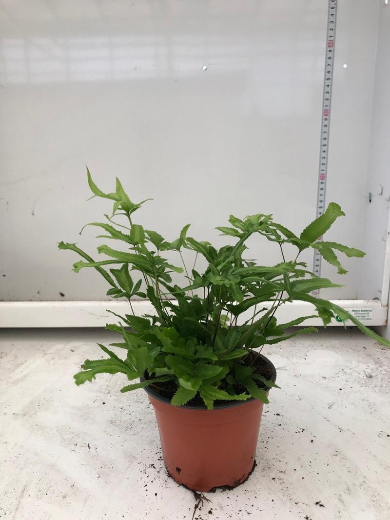 PTERIS CRETICA 'MAYII', D 12