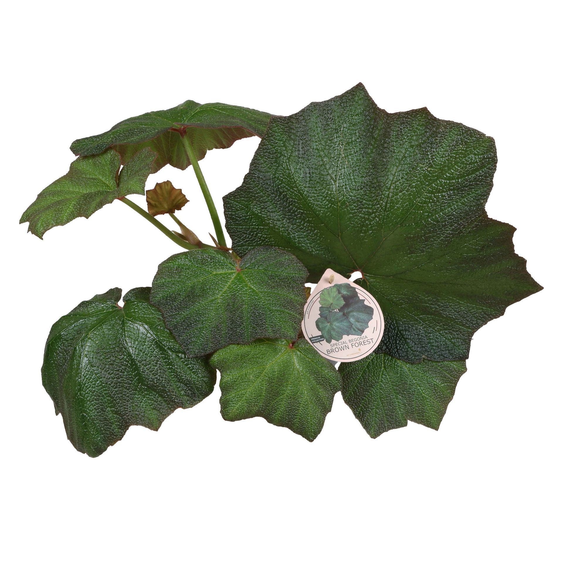 Begonia Special Brown Forrest 12cm, D 12