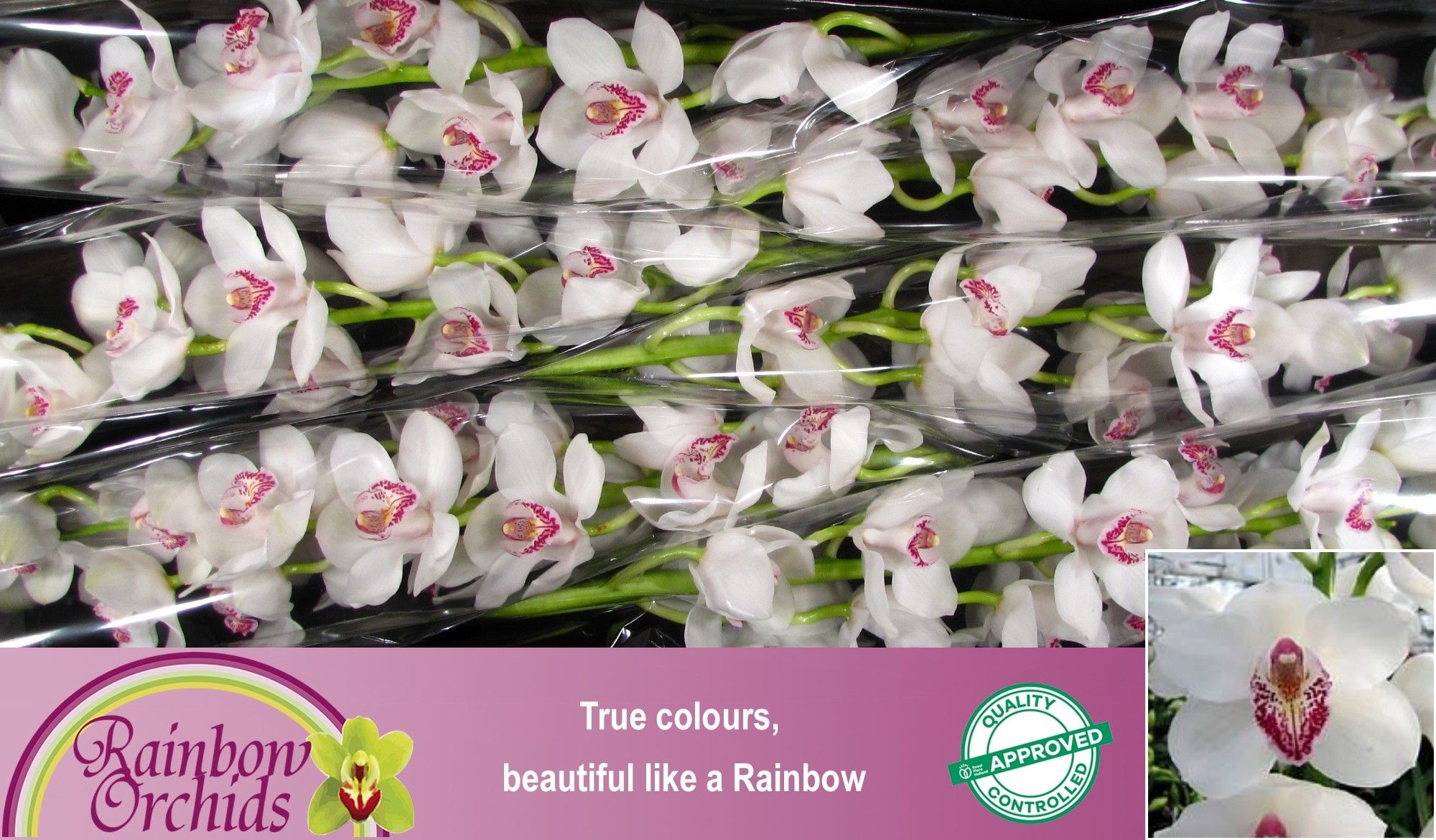 Цимбидиум Ванити x6 80, шт.