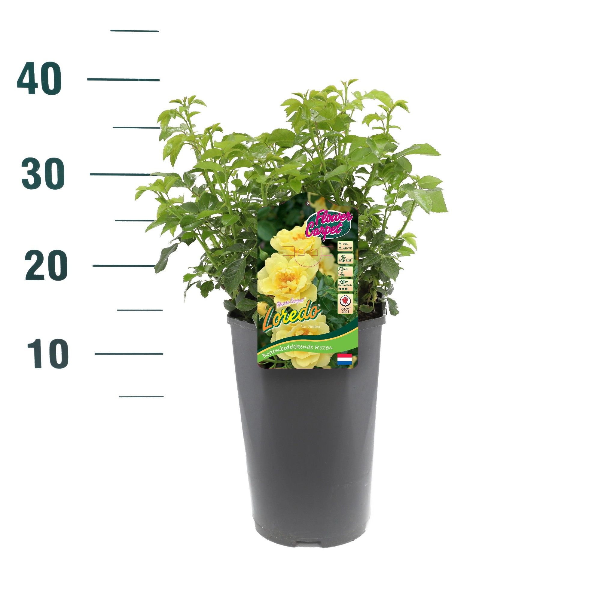 Rosa 'Loredo' - Struik - C3rp - Flower Carpet, D 19 cm