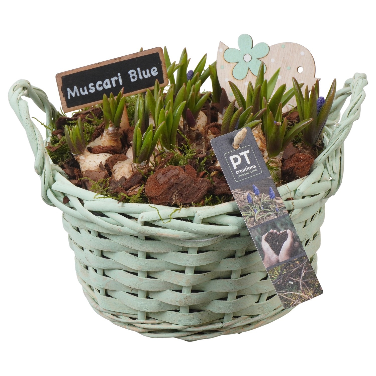 PTMB6237 Arrangement Muscari Blue in riet mand, D 20