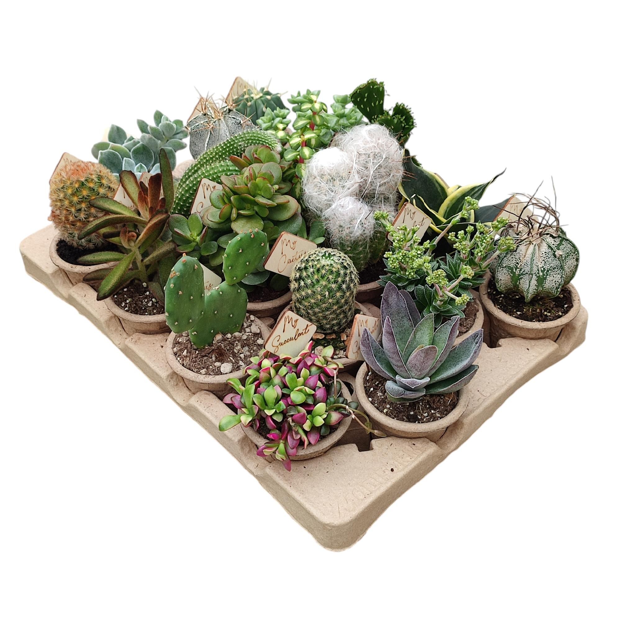 ECO-FRIENDLY - MIX CACTUS AND SUCCULENT Ø 7 WITH ECO POTS - IN CARDBOARD TRAY 18 PCS (CACTUS EN SUCCULENTEN), D 7