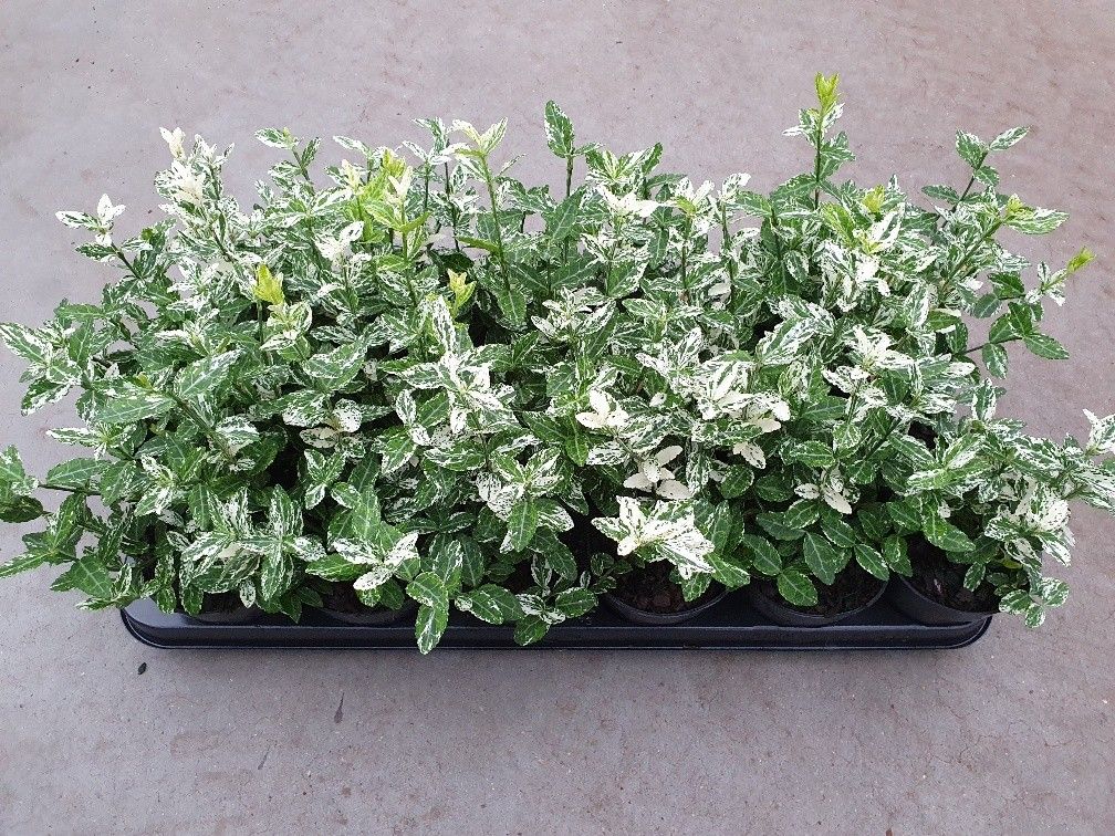 Euonymus fort Harlequin, D 9