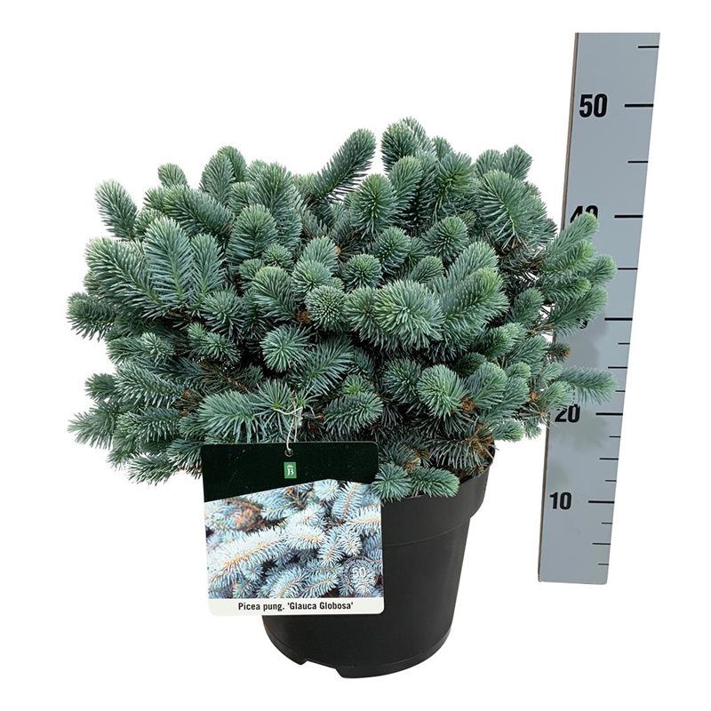 Picea pung. 'Glauca Globosa', D 26 cm