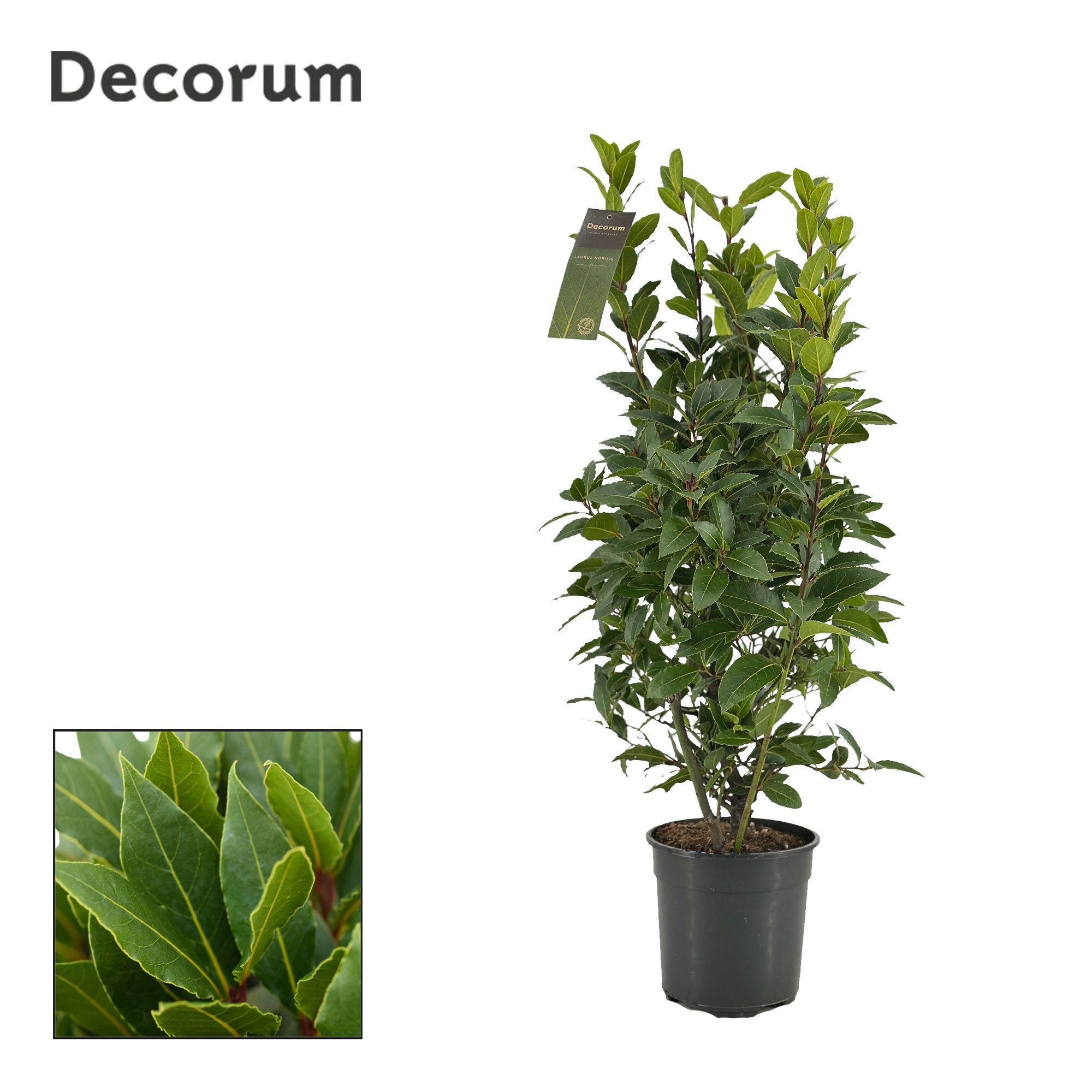 Laurus nobilis Struik, D 20