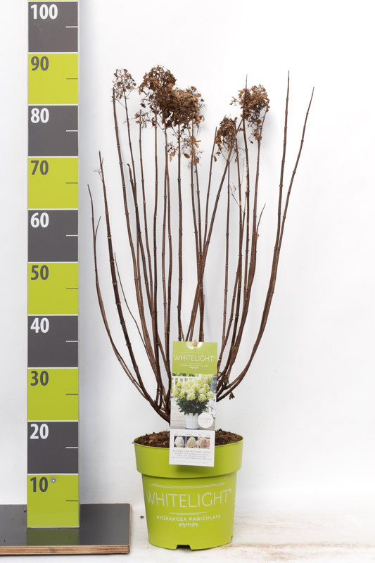 Hydrangea paniculata 'Whitelight' C 4,6, D 23