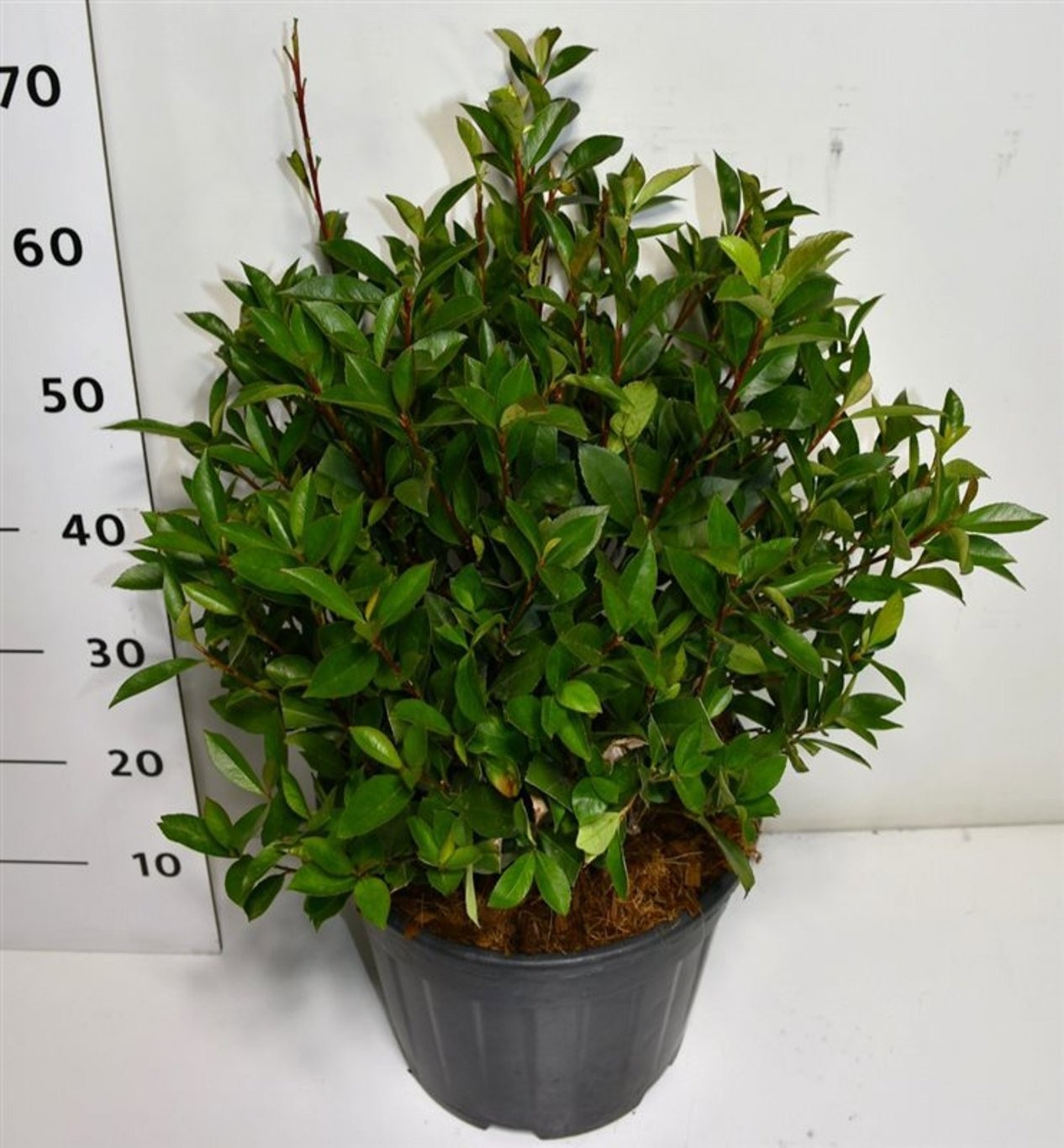 Photinia fraseri Carré Rouge, D 38