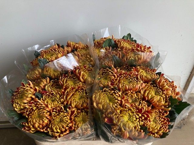 Хризантема од. Фуэго 75, шт.