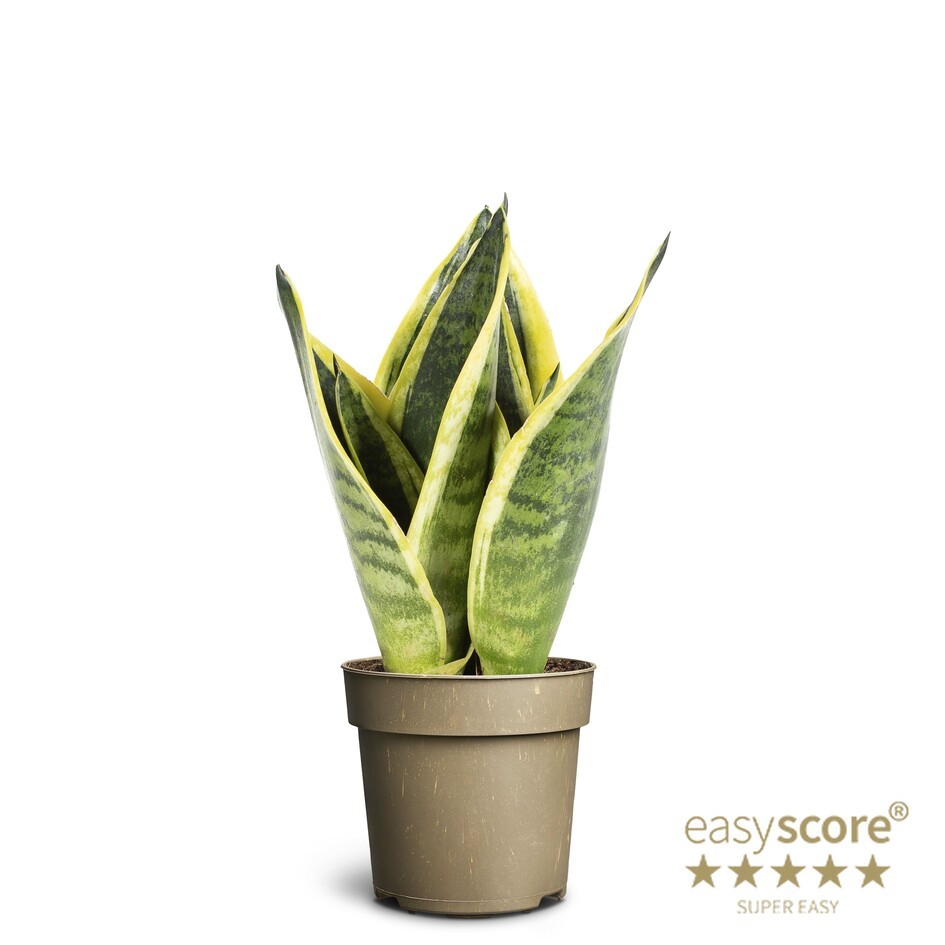 Sansevieria ´Superba´, D 11