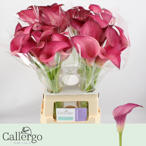 Калла Пинк Джевел 65, шт.