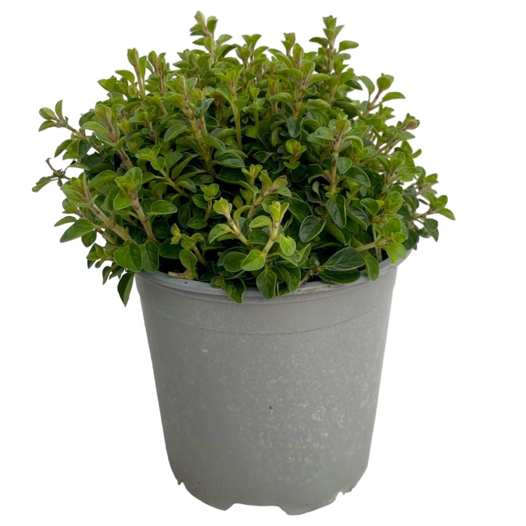 Origanum vulgare P12, D 12