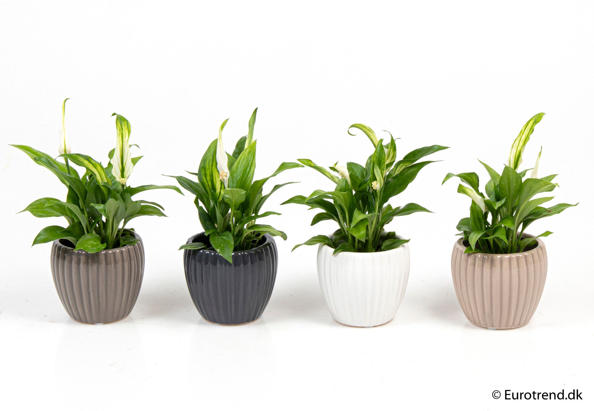 Spathiphyllum in ceramic - New Look 2025, D 6