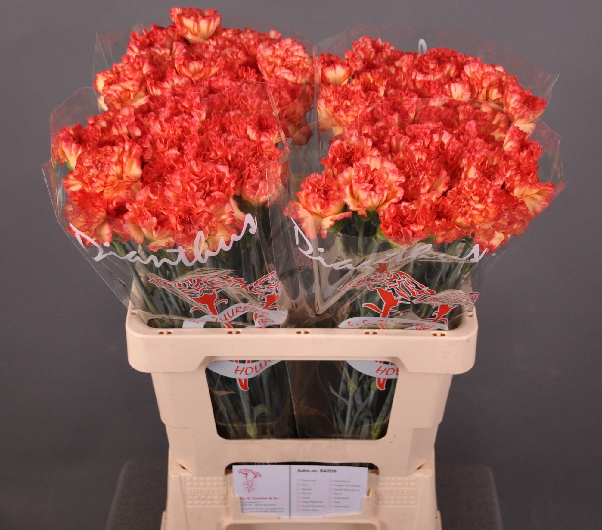 Диантус од. Зенит, шт.